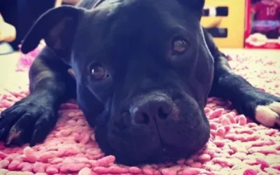 It’s not easy being a pit bull